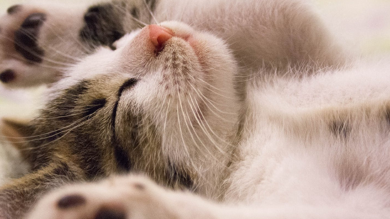 Cat image