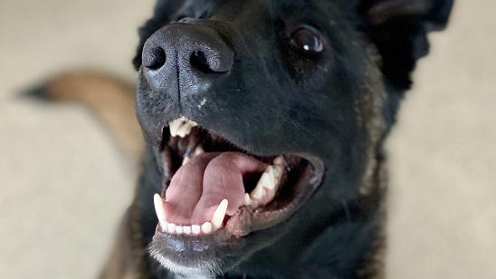 Black dog image